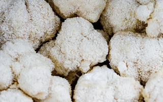 Lion’s Mane Mushroom Benefits - VESPER MUSHROOMS