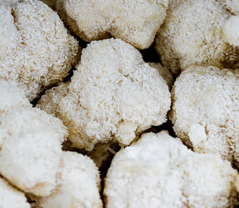 Lion’s Mane Mushroom Benefits - VESPER MUSHROOMS