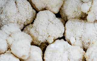 Lion’s Mane Mushroom Benefits - VESPER MUSHROOMS