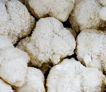 Lion’s Mane Mushroom Benefits - VESPER MUSHROOMS