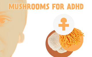 Mushrooms for ADHD - VESPER MUSHROOMS