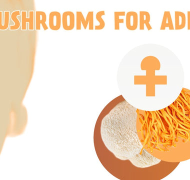 Mushrooms for ADHD - VESPER MUSHROOMS