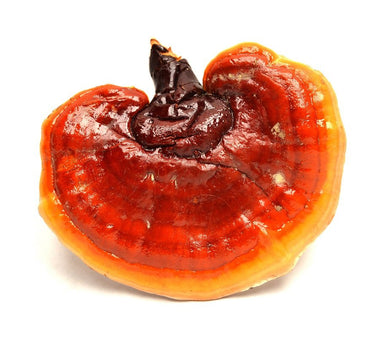 Reishi Mushroom Benefits - VESPER MUSHROOMS