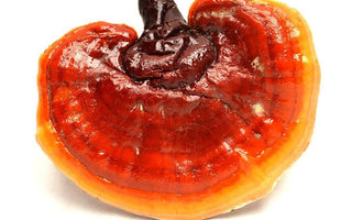 Reishi Mushroom Benefits - VESPER MUSHROOMS