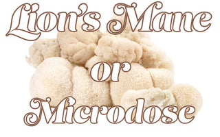 Should You Use Lion's Mane or Microdose Psychedelics? - VESPER MUSHROOMS