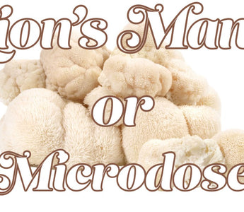 Should You Use Lion's Mane or Microdose Psychedelics? - VESPER MUSHROOMS