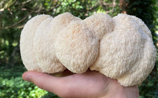 The Surprising Health Benefits of Lion's Mane Mushroom - VESPER MUSHROOMS