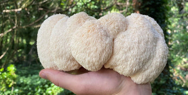 The Surprising Health Benefits of Lion's Mane Mushroom - VESPER MUSHROOMS