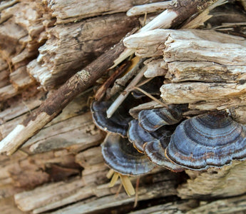 Turkey Tail Mushroom Benefits - VESPER MUSHROOMS