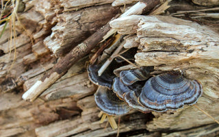 Turkey Tail Mushroom Benefits - VESPER MUSHROOMS