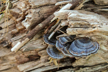 Turkey Tail Mushroom Benefits - VESPER MUSHROOMS