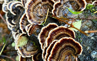Turkey Tail Mushroom Benefits: The Gut Invigorator, and Antioxidant Powerhouse - VESPER MUSHROOMS