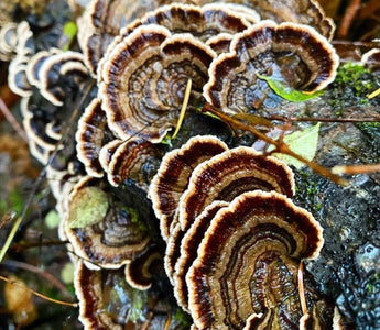 Turkey Tail Mushroom Benefits: The Gut Invigorator, and Antioxidant Powerhouse - VESPER MUSHROOMS