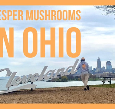 Vesper Mushrooms in Ohio - Our Time to Shine in Cleveland and Cincinnati - VESPER MUSHROOMS