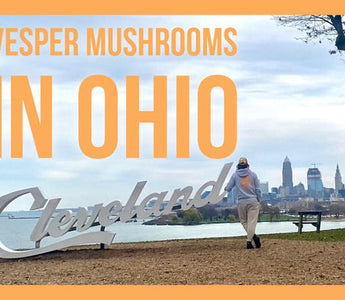 Vesper Mushrooms in Ohio - Our Time to Shine in Cleveland and Cincinnati - VESPER MUSHROOMS