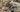 Wild Turkey Tail mushrooms growing on a log in the forest — Trametes versicolor identification