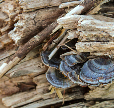 Wild Turkey Tail mushrooms growing on a log in the forest — Trametes versicolor identification