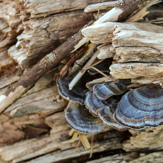 Paul Stamets, Turkey Tail Mushroom, and His Mother’s Remarkable Cancer Story