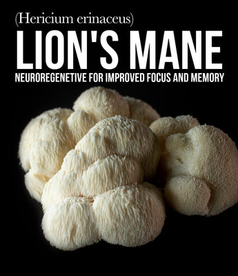 Brain Booster - Lion's Mane - VESPER MUSHROOMS