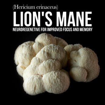 Brain Booster - Lion's Mane - VESPER MUSHROOMS
