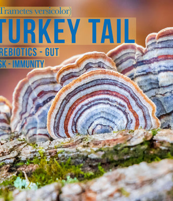 Gut Support - Turkey Tail - VESPER MUSHROOMS