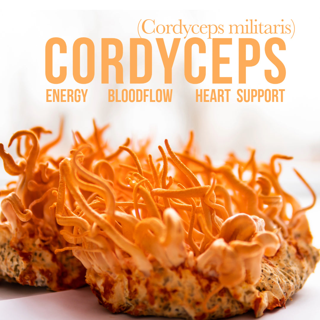 Energy Booster Cordyceps - VESPER MUSHROOMS