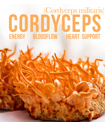 Energy Booster Cordyceps - VESPER MUSHROOMS