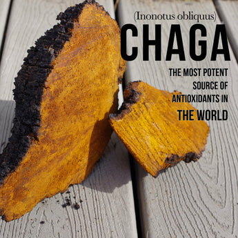 Antioxidant Chaga - VESPER MUSHROOMS