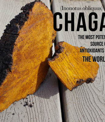 Antioxidant Chaga - VESPER MUSHROOMS