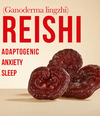 Insomnia, Anxiety? - Reishi - VESPER MUSHROOMS