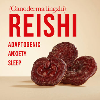 Insomnia, Anxiety? - Reishi - VESPER MUSHROOMS