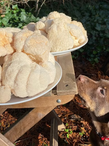 Lion's mane liquid extract use for dogs.