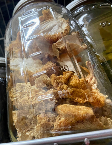 Dried Mushrooms, lion's mane fruit body extract
