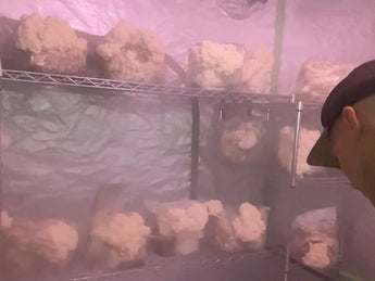 mushrooms grown and extracted in usa