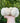 Lion's Mane fruit body, mushroom tincture for brain health image