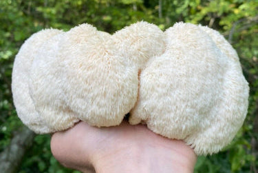 Lion's Mane fruit body, mushroom tincture for brain health image