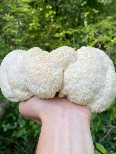 Lion's Mane fruit body, mushroom tincture for brain health image