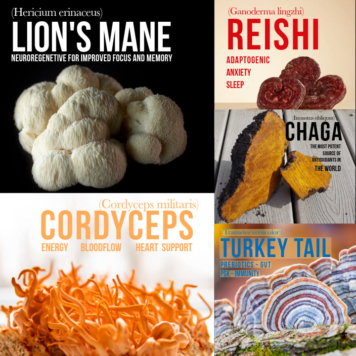 Meet_the_functional_mushrooms-Lion's-mane-reishi-chaga-turkey-tail-cordyceps