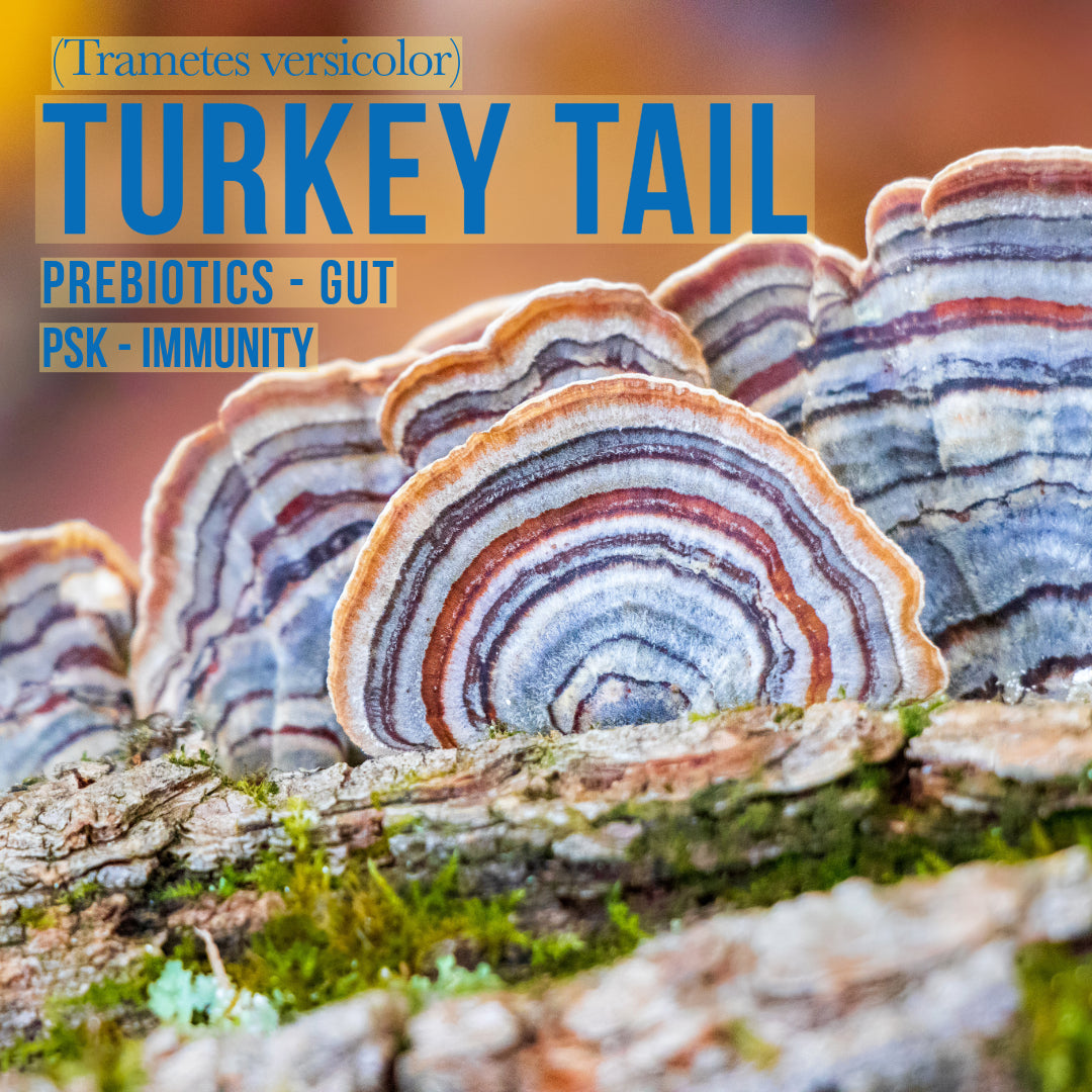 what is turkey tail mushrooms