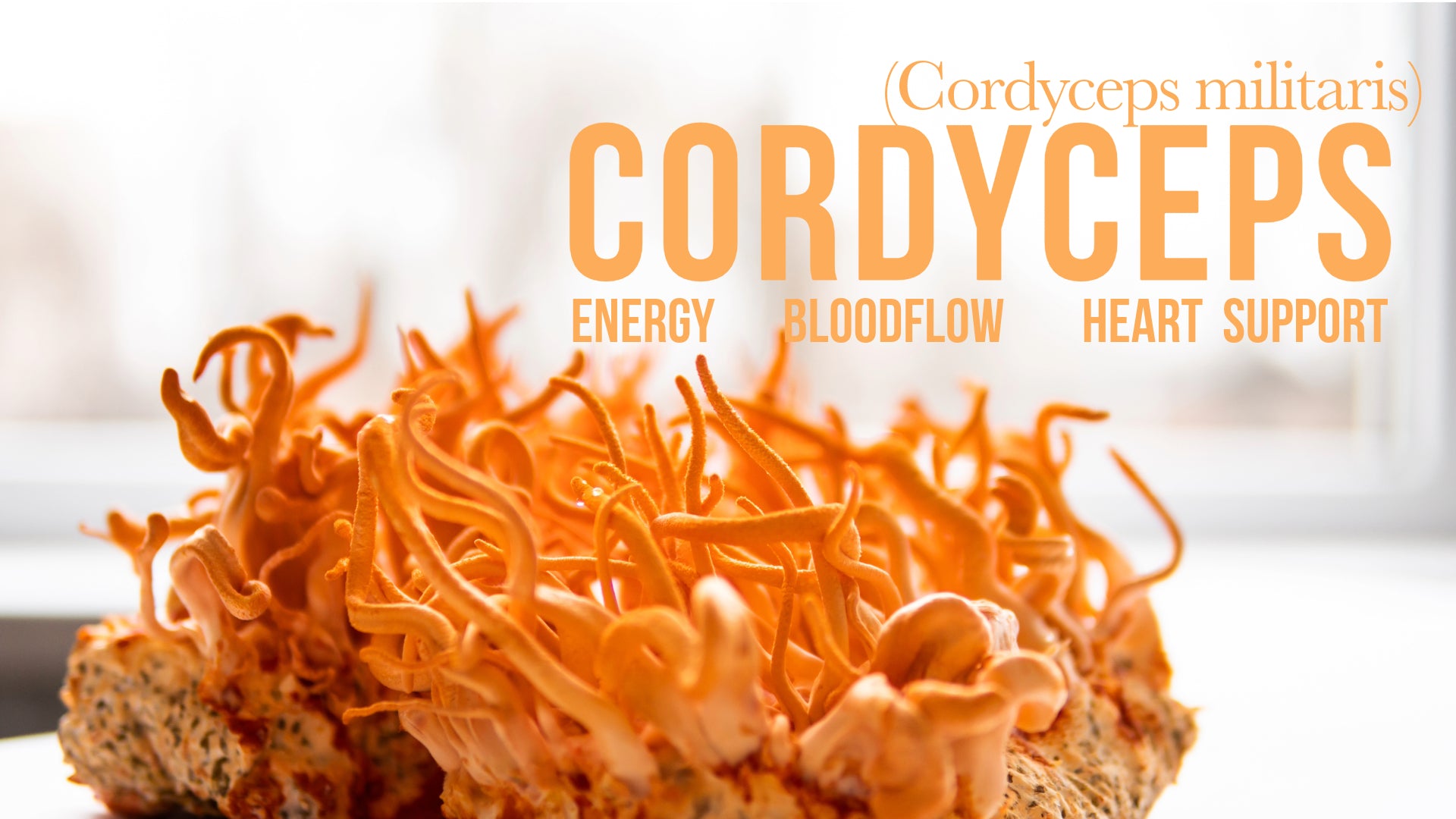 what is cordyceps mushrooms