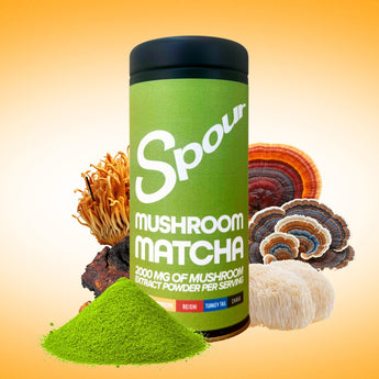 Mushroom Matcha, Spour powder, mushroom extract blend photo with reishi, turkey tail, cordyceps mushroom Matcha, best mushroom coffee product