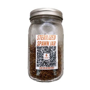 Sterilized Grain Spawn (3 Qt. / 32 oz.) - VESPER MUSHROOMSVESPER MUSHROOMS