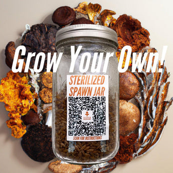 Sterilized Grain Spawn (3 Qt. / 32 oz.) - VESPER MUSHROOMSVESPER MUSHROOMS