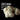 lion's mane liquid functional mushroom extract, functional fungi