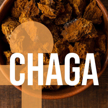 Fortify Bundle - Chaga and Turkey Tail Liquid Double Extraction - VESPER MUSHROOMSMushroom Extract BundlesVESPER MUSHROOMS
