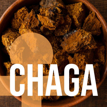 Chaga - Antioxidants - Liquid Double Extract with Wild Huckleberries (2oz./60ML) - VESPER MUSHROOMSSingle Mushroom ExtractsVESPER MUSHROOMS