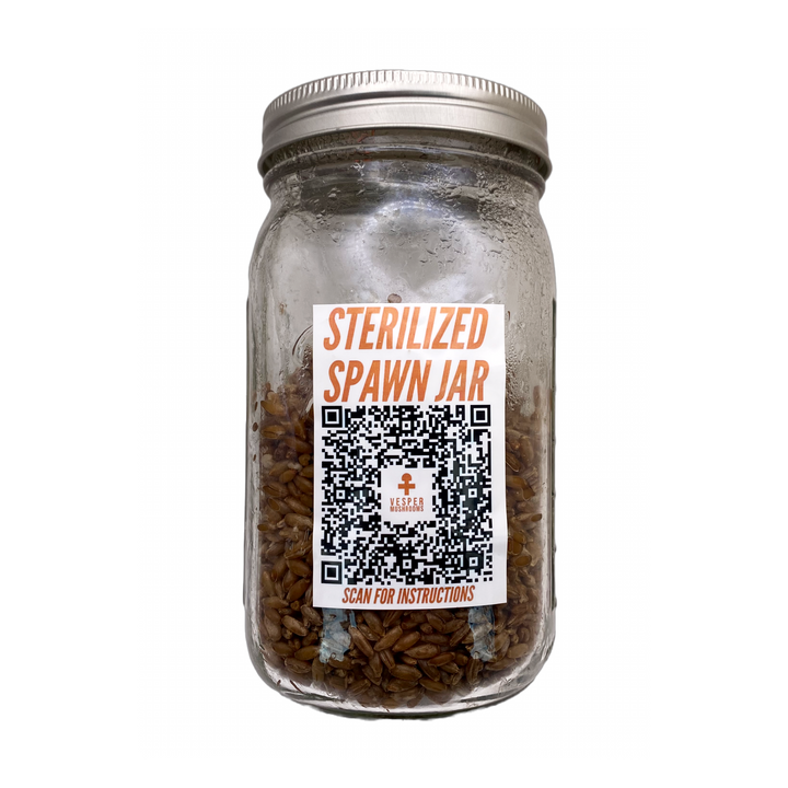 Sterilized spawn jar for mushroom cultivation vesper mushrooms. 