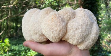 lion’s mane nootropic,
lion’s mane wildcrafted,
natural brain supplement,
lion’s mane made in USA
